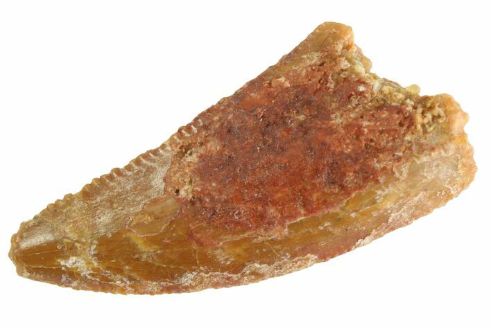 Serrated Raptor Tooth - Real Dinosaur Tooth #332820